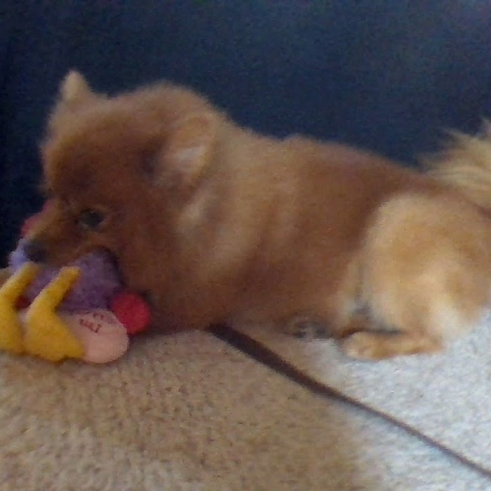 Meet your Posher, Snoopy